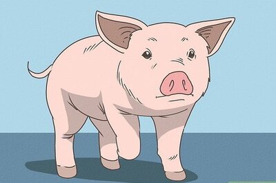 How to Train a Pig
