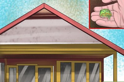 How to Care for an Ornate Horned Frog