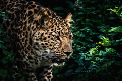 Bengaluru Folks Suspect Leopard Sightings in Whitefield, Internet Quips 'WFH Got Revoked?'
