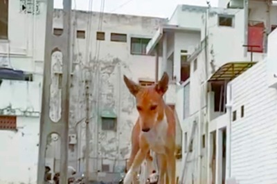 Stray Dog Kills Infant Sleeping Next to Mother in Hospital in Rajasthan