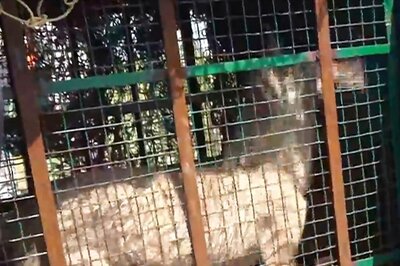 Why Are Wolves in Bahraich Turning Man-Eaters? Experts Point to 'Revenge Tendency' & Loss of Habitat