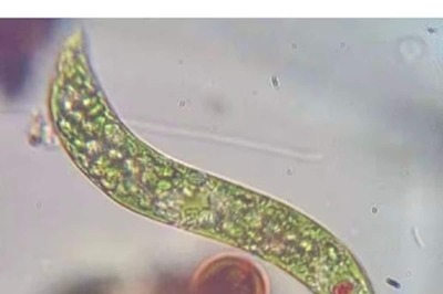 Neither A Plant Nor An Animal, But This Creature Has Traits Of Both