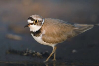 Not Just Humans, Even Birds Are Now Getting 'Divorced'