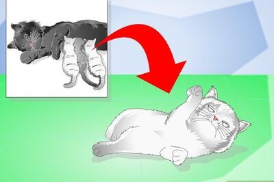 How to Get Your Kitten to Eat