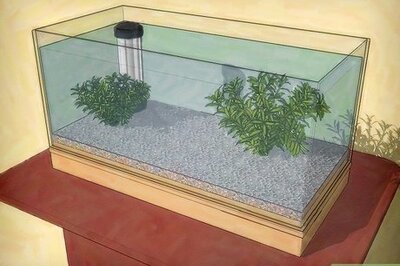 How to Cycle a Fish Tank