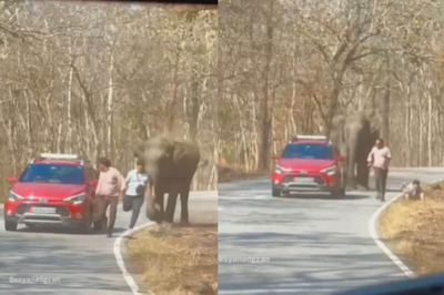 Elephant Attack in Bandipur: Men Escape 'Death' After Attempting a Selfie with a Charging Jumbo
