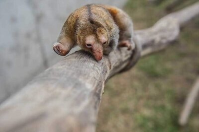 Adorable But Shy, Pygmy Anteaters Are VIPs at Peru Zoo