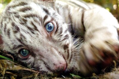 Goods Train Runs Over Tiger Cub in Maharashtra's Gondia; Track Goes through Forest Patch
