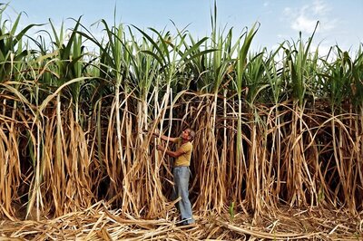 SC Seeks Replies of Centre, States on Delay in Payment of Dues of Rs 15,683 Crore to Sugarcane Farmers