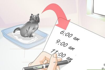 How to Diagnose Urinary Tract Disease in Cats