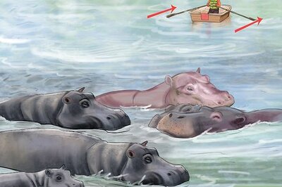 How to Deal With a Hippo Encounter