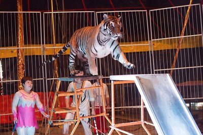 Animals Still a Draw, Despite Shrinking Crowds, Says Chinese Circus