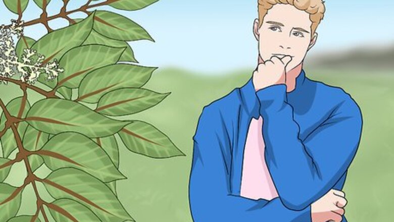 How to Identify Plants