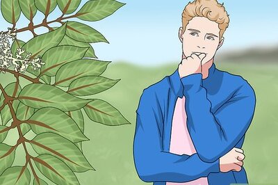 How to Identify Plants