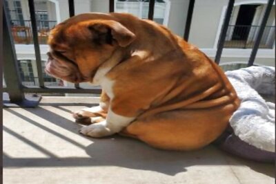Picture of Brooding Bulldog who Misses Playing Outside is Heartbreaking