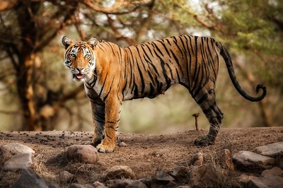 Notices to 15 Websites Fraudulently Using Corbett Tiger Reserve's Name
