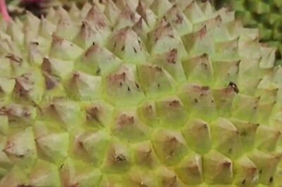 Tamil Nadu's Courtallam Is This Uzbek Tourist's Favourite Place, Thanks To This Fruit