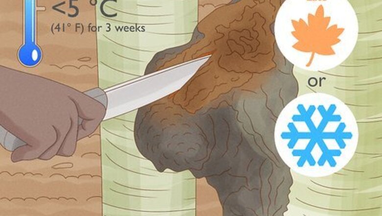 How to Harvest Chaga