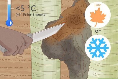 How to Harvest Chaga