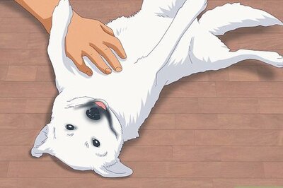 How to Pet a Dog