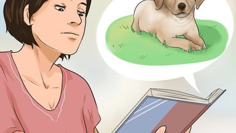 How to Buy a Labrador Retriever Puppy