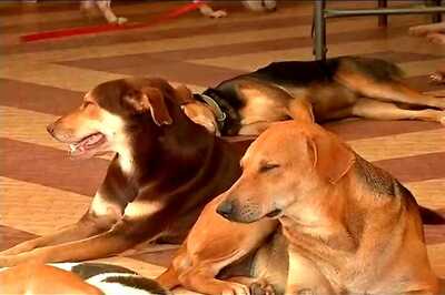 New Research Shows Cancer Growing Among Domestic Animals in Kerala