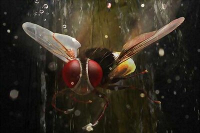 'Eega' to release in Hindi on October 12