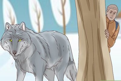 How to Survive a Wolf Attack
