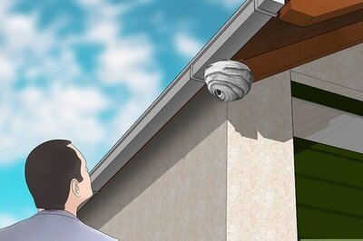 How to Get Rid of Hornets