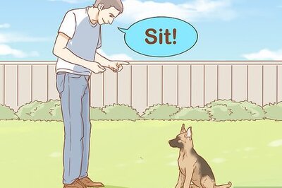 How to Train Dogs to Leave Chickens Alone