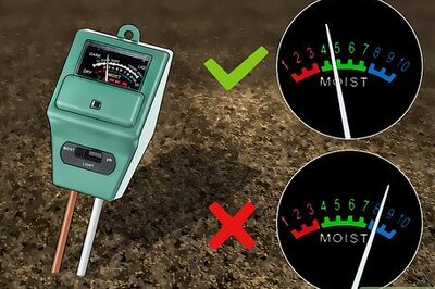 How to Get Rid of Fungus Gnats