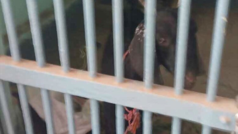 Goat lands in lock-up in cattle theft case
