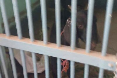 Goat lands in lock-up in cattle theft case
