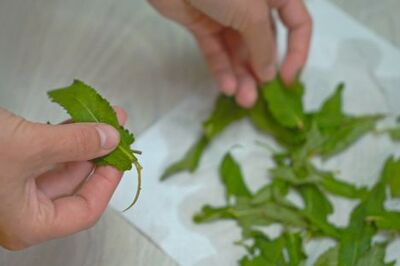 How to Dry Fresh Sage: Air-Drying, Oven, Dehydrator, or Microwave
