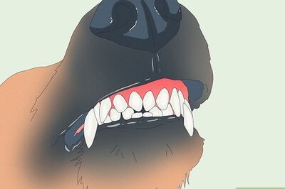 How to Tell How Old Your Dog Is (Human & Dog Years)