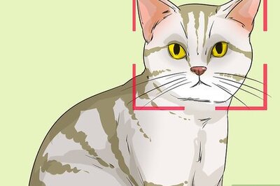How to Identify an American Shorthair Cat