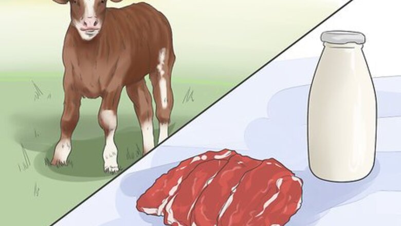 How to Raise Calves