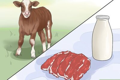 How to Raise Calves