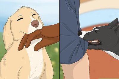 How to Stop Your Dog from Biting Other People