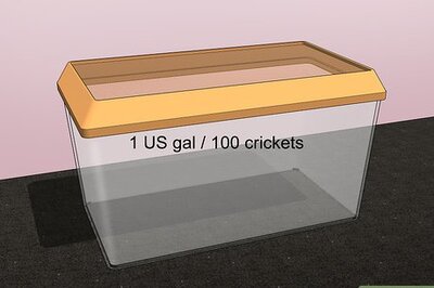 How to Keep Crickets Alive