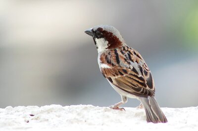 World Sparrow Day 2021: Know the History, Theme and Significance of the Day