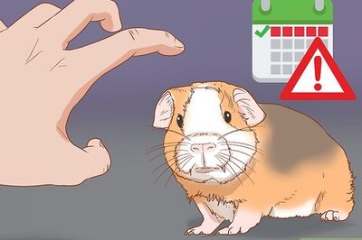 How to Help Your Guinea Pig Adjust to You