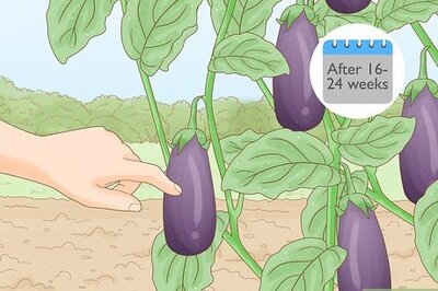 How to Harvest Eggplant