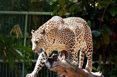 Leopard Escapes From Enclosure In Pune's Zoological Park; Efforts To Trace It Underway