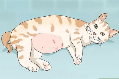 How to Diagnose and Treat Pyometra in Cats