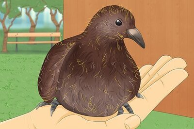 How to Tame Pigeons to Be out of Cage Permanently