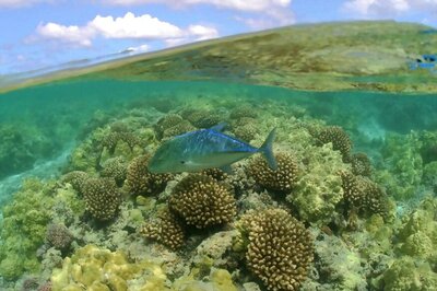US Creates World's Largest Marine Protected Area