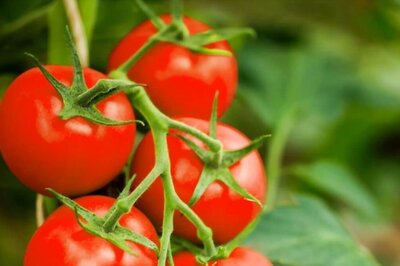 Govt's Discount Sale of Tomatoes Starts in Delhi-NCR, Patna