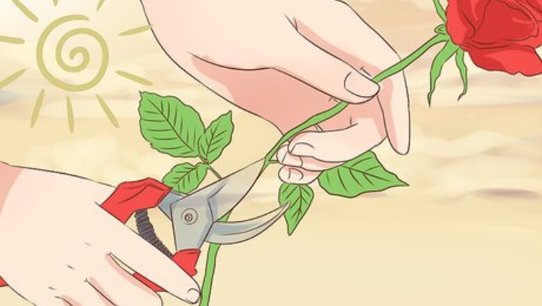How to Preserve Cut Flowers