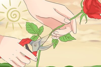 How to Preserve Cut Flowers